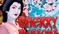 Cherry Blossoms